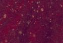BLAT-600-BORDO-CU-PUNCTE-576LU-28mm